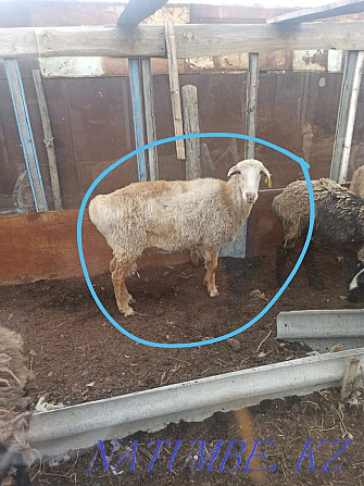 Продам овец  - изображение 2