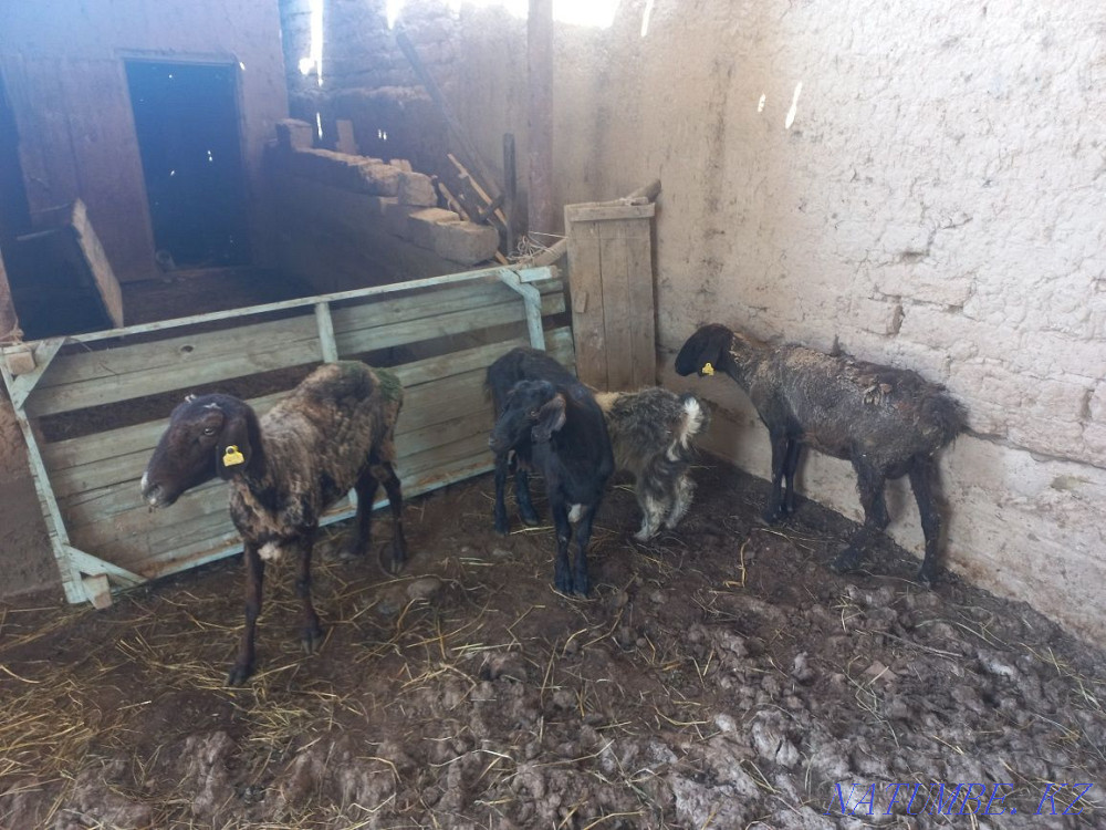 екі саулы? екі ешкі Акжар - изображение 1