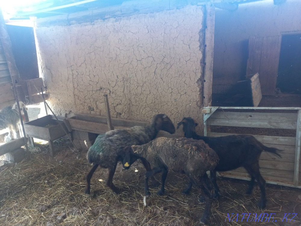 екі саулы? екі ешкі Акжар - изображение 2