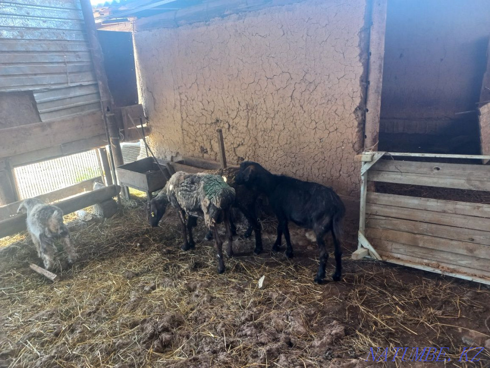 екі саулы? екі ешкі Акжар - изображение 3