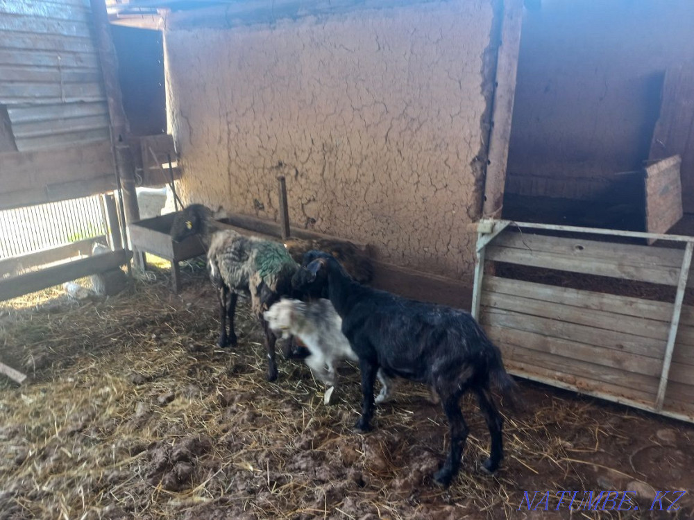 екі саулы? екі ешкі Акжар - изображение 4