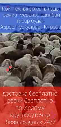 Баранов бараны продаётся. Доставка бесплатно резка Бесплатно. г Ал Almaty