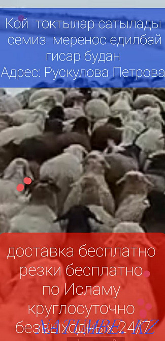 Sheep rams are for sale. Shipping Free Cutting Free. Mr Al Almaty - photo 1