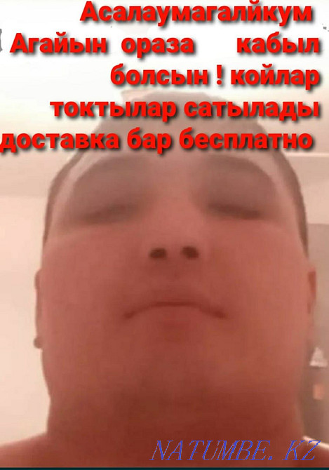 Баран баранов продаётся. Большой выбор г Алматы. Имеется доставка Алматы - изображение 1