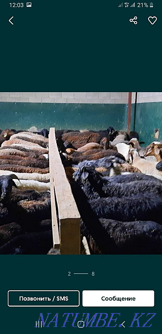 Баран баранов продаётся. Большой выбор г Алматы. Имеется доставка Алматы - изображение 3