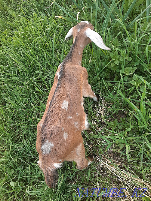 Anglo noob goat. Moonspotted % Esik - photo 3