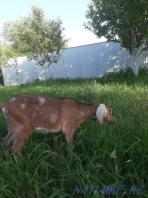 Anglo noob goat. Moonspotted % Esik - photo 2