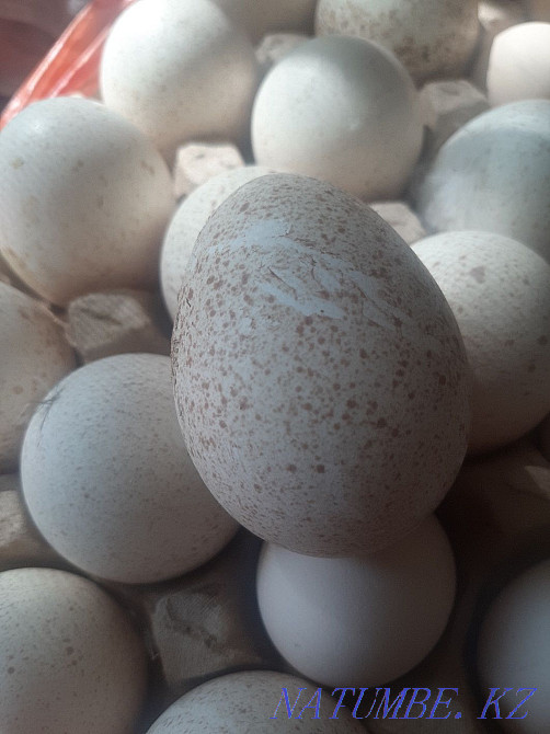 Т?йе тауы?ты? ж?мырт?асы,яйца индейки Талас - изображение 2