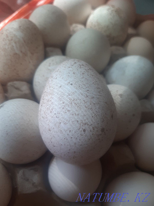 Т?йе тауы?ты? ж?мырт?асы,яйца индейки Талас - изображение 1