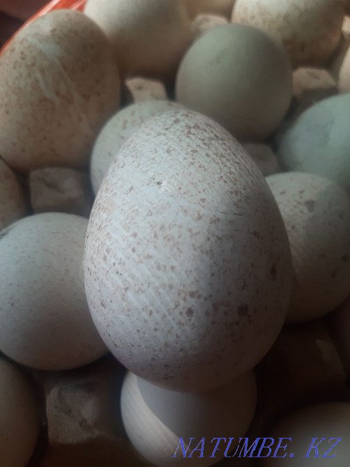 Т?йе тауы?ты? ж?мырт?асы,яйца индейки Талас - изображение 3