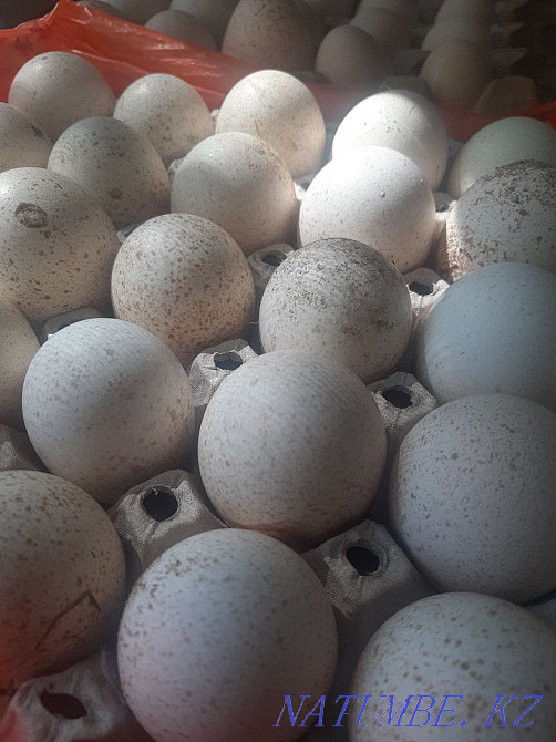 Т?йе тауы?ты? ж?мырт?асы,яйца индейки Талас - изображение 4
