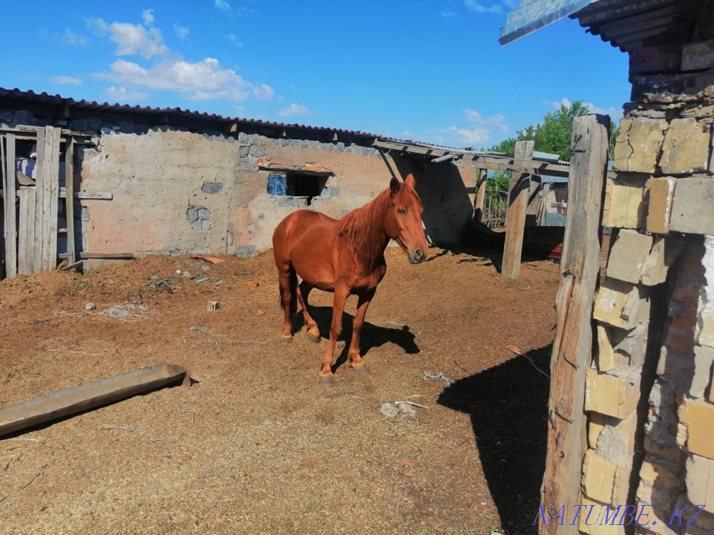 Бие сатамыз  - изображение 1