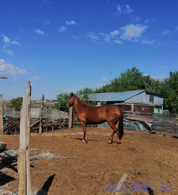 Бие сатамыз  - изображение 2