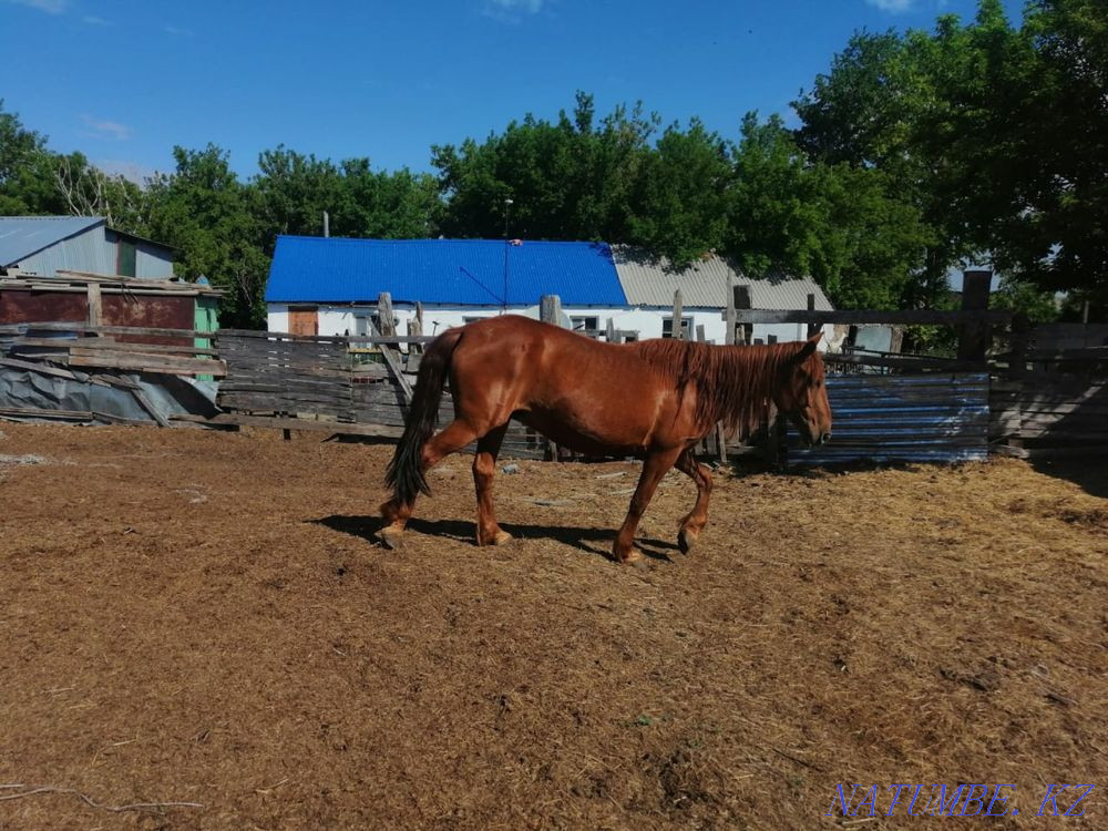 Бие сатамыз  - изображение 3