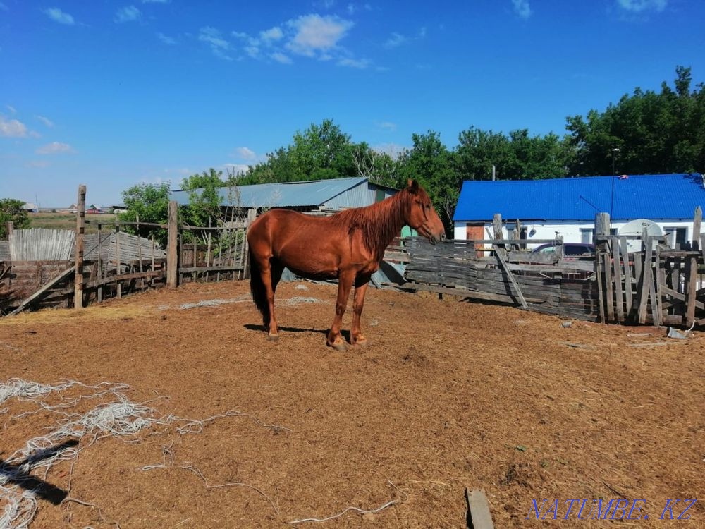 Бие сатамыз  - изображение 4