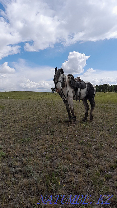 Ай?ырды сатамын 6 жыл окыдым, ерте мектепте откен  Көкшетау - изображение 3