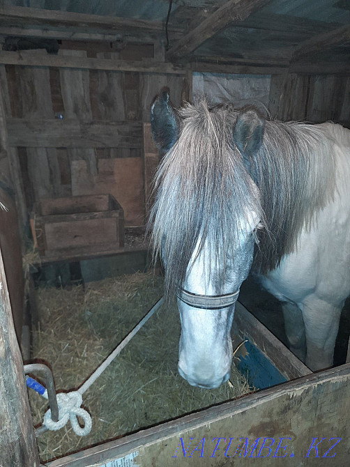 Ай?ырды сатамын 6 жыл окыдым, ерте мектепте откен  Көкшетау - изображение 6