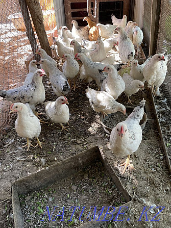 2 month old chicks for sale Shymkent - photo 1