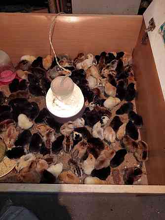 Продам цыплят трехсуточных Khromtau