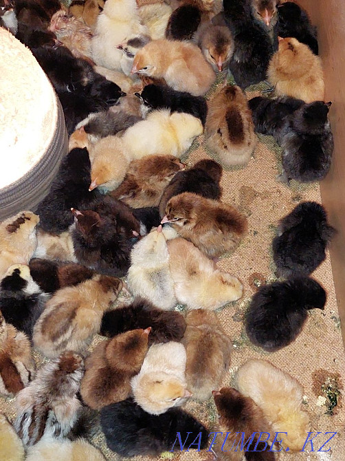 3 day old chicks for sale Khromtau - photo 3
