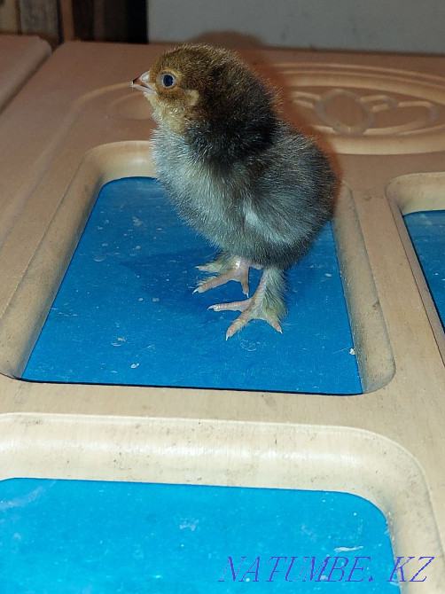 3 day old chicks for sale Khromtau - photo 2