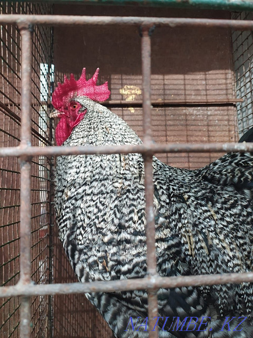 Roosters of different breeds. Age from 10 months Almaty - photo 3