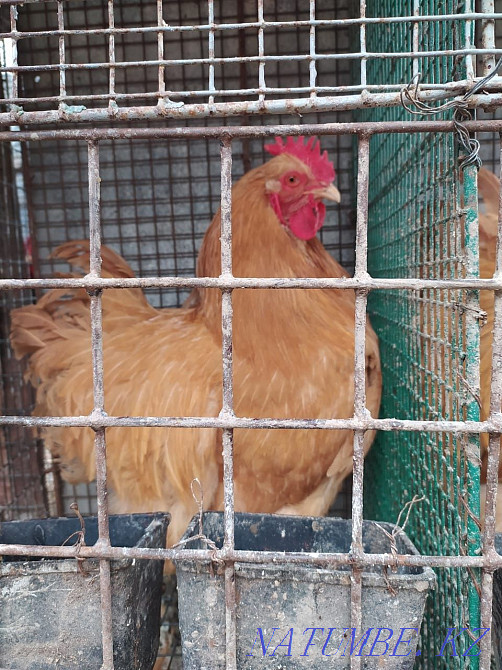 Roosters of different breeds. Age from 10 months Almaty - photo 1