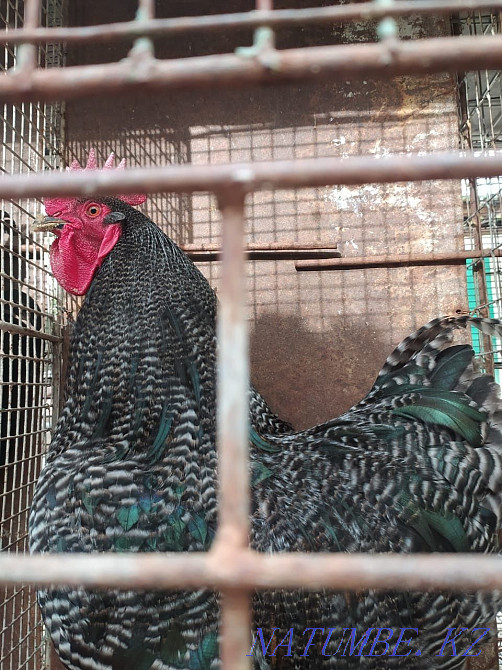 Roosters of different breeds. Age from 10 months Almaty - photo 4