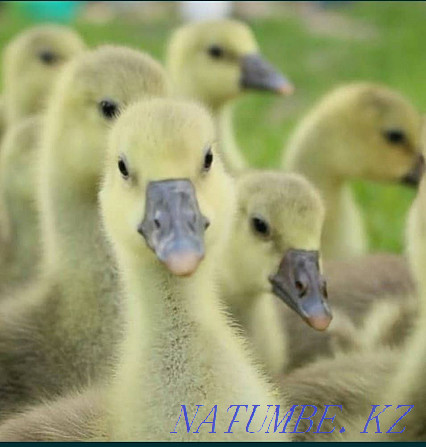 Ducklings Goslings Compound feed Pavlodar - photo 1