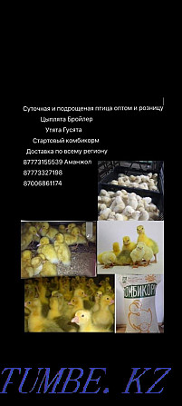 Ducklings Goslings Compound feed Pavlodar - photo 3