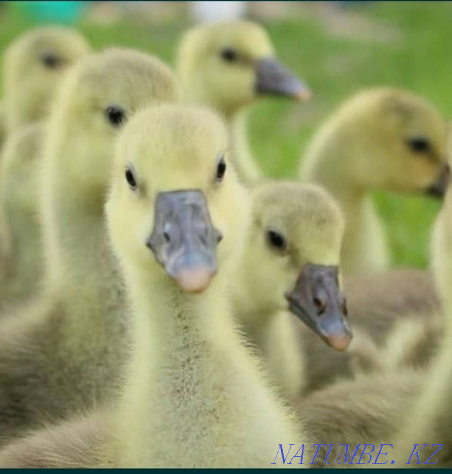 Ducklings Goslings Compound feed Pavlodar - photo 1