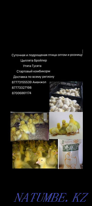 Ducklings Goslings Compound feed Pavlodar - photo 3