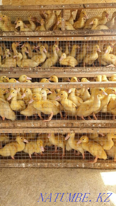 Ducklings Goslings Compound feed Pavlodar - photo 2