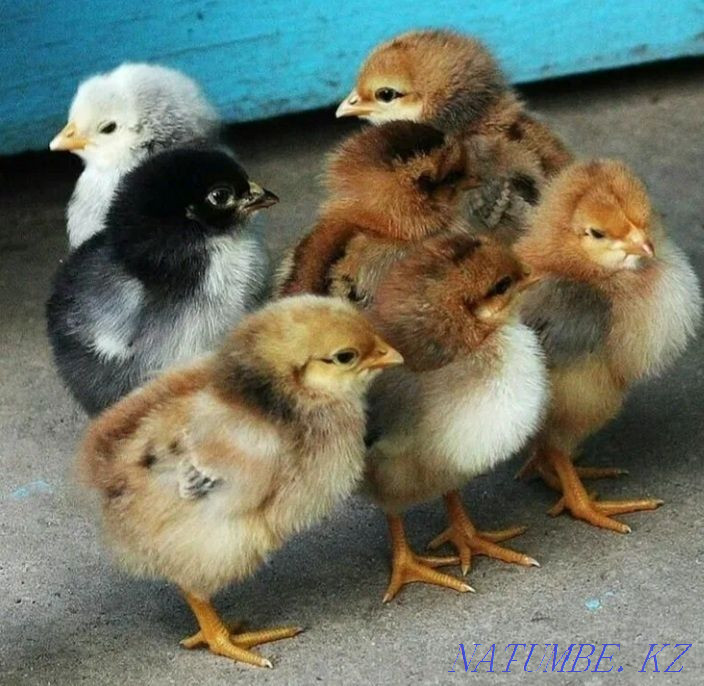 Dominant chickens Kostanay - photo 1