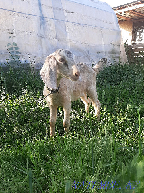 Нубиялық ешкі  Талғар  - изображение 4