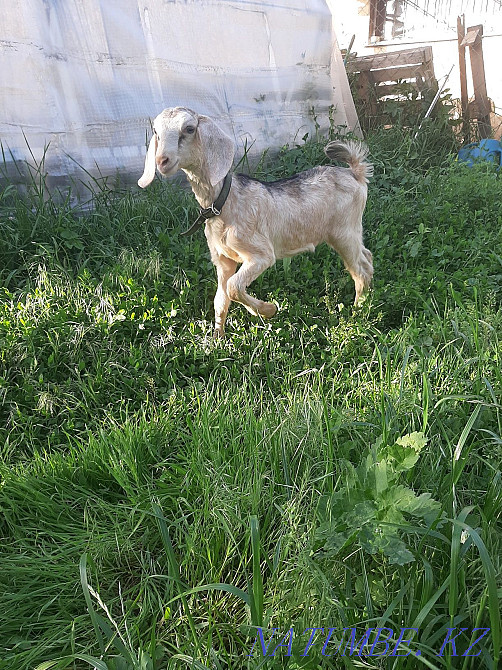 Нубиялық ешкі  Талғар  - изображение 2