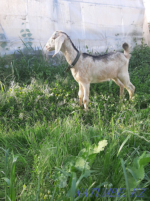 Нубиялық ешкі  Талғар  - изображение 1