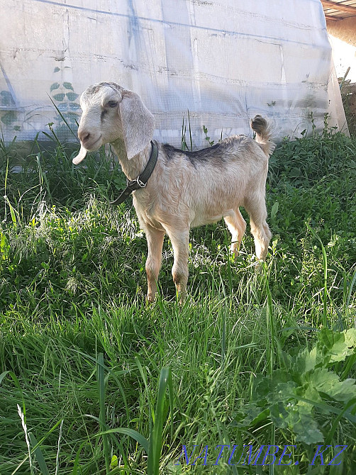 Нубиялық ешкі  Талғар  - изображение 3