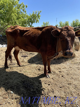 I sell a dairy cow with a calf Karagandy - photo 1