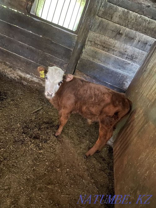 I sell a dairy cow with a calf Karagandy - photo 3