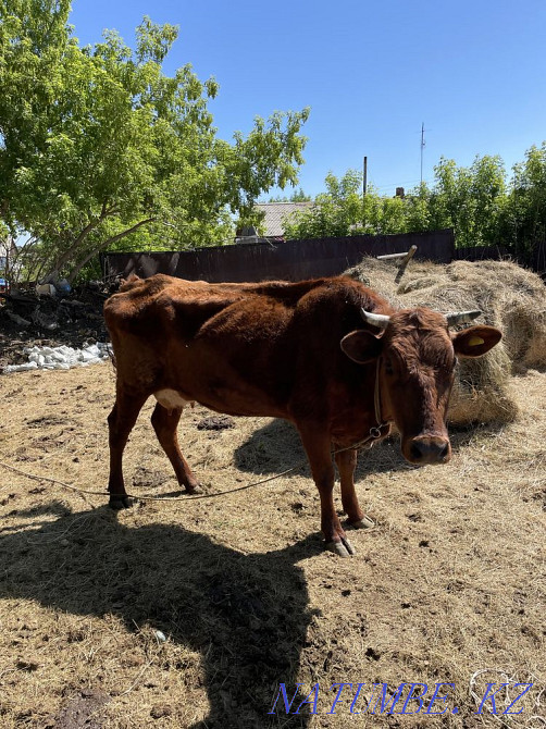 I sell a dairy cow with a calf Karagandy - photo 2