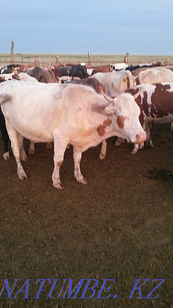Корова с теленком Муткенова - изображение 1