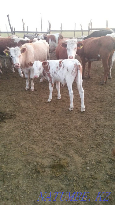 Cow with calf Муткенова - photo 2