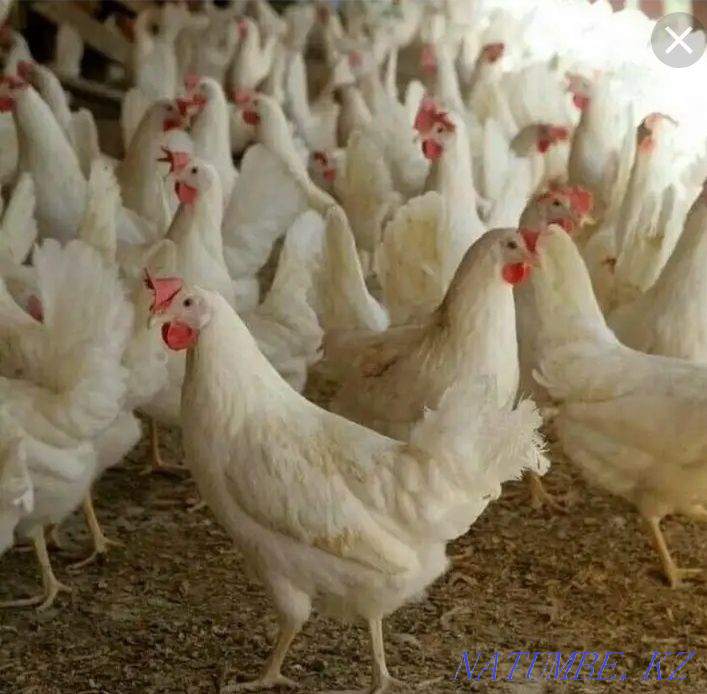Laying hens white wholesale Kostanay - photo 2