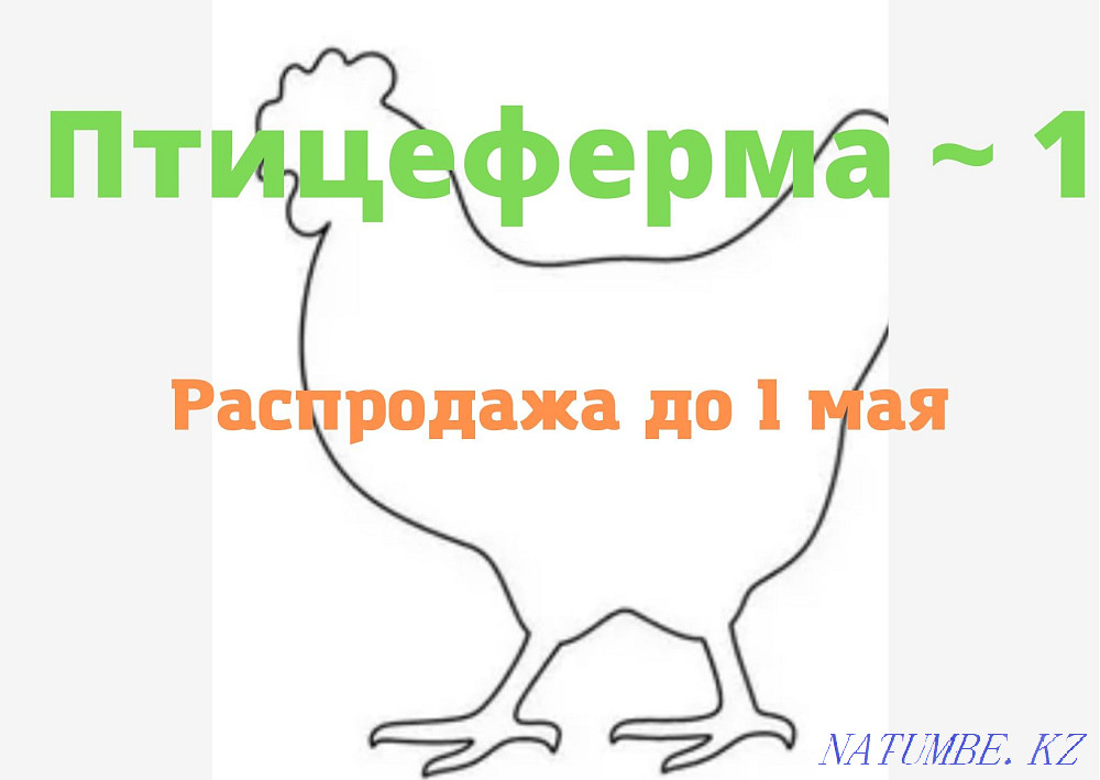 Laying hens white wholesale Kostanay - photo 1