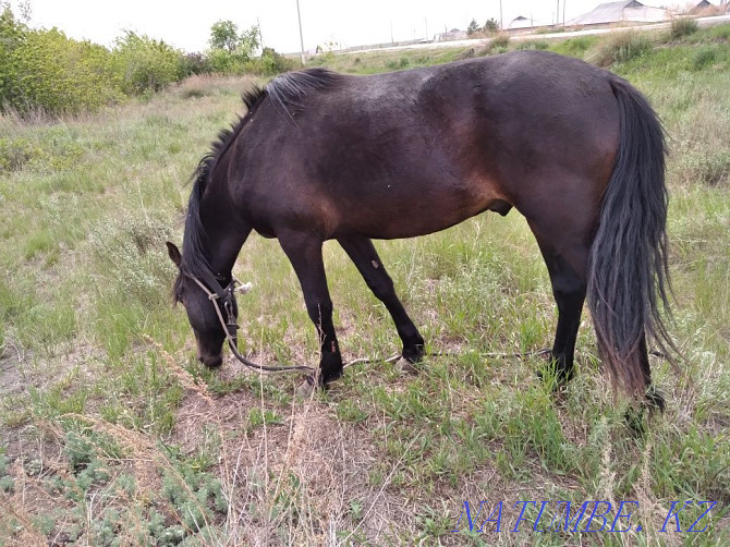 2 year old stallion for sale.  - photo 1