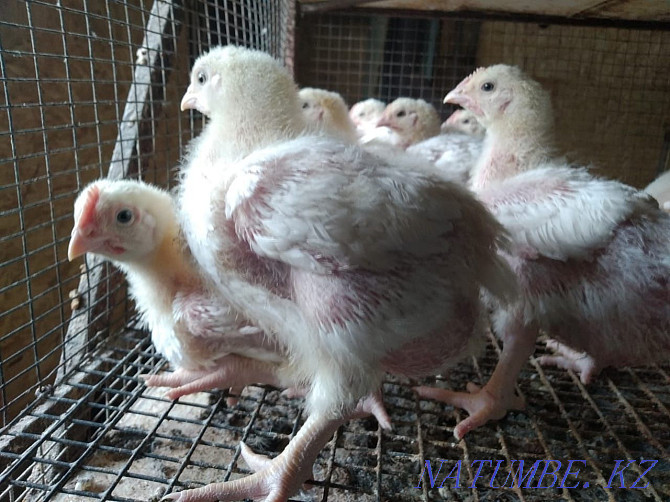 Broilers grown up Kostanay - photo 2