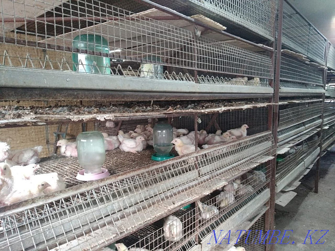 Broilers grown up Kostanay - photo 1