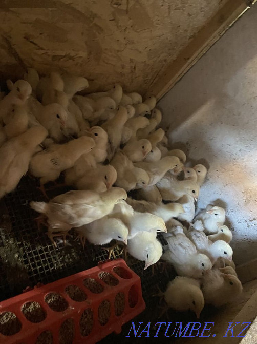 Балапан тауықтары Адлер  Ақтөбе  - изображение 1