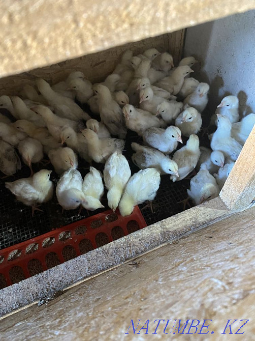 Балапан тауықтары Адлер  Ақтөбе  - изображение 2